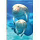 Royce 4"x6" Postcard - Manatee Flip 