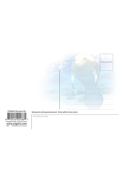 Royce 4"x6" Postcard - Manatee Flip 
