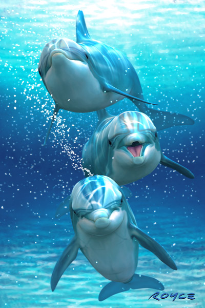 Royce 4"x6" Postcard - Dolphin Trio 