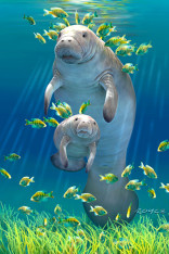 Royce 4"x6" Postcard - Manatee 