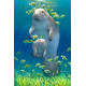 Royce 4"x6" Postcard - Manatee 