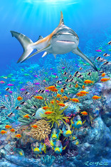 Royce 4"x6" Postcard - Reef Shark