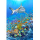 Royce 4"x6" Postcard - Reef Shark