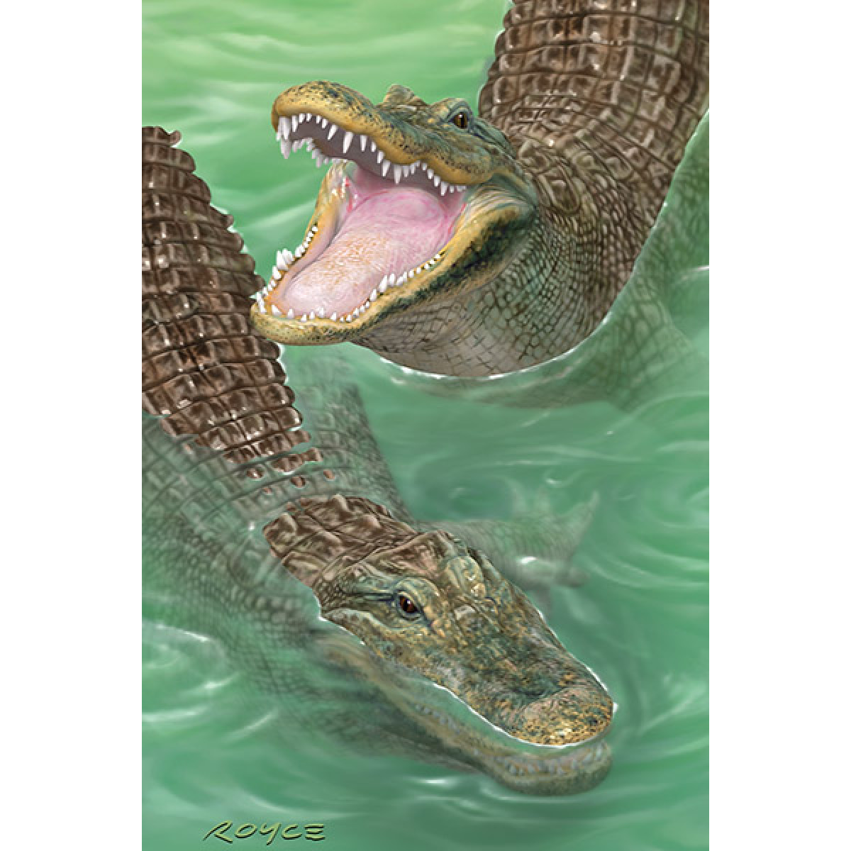 Swamp Gators Postcard