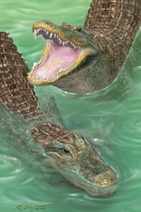 Royce 4"x6" Postcard - Swamp Gators