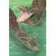 Royce 4"x6" Postcard - Swamp Gators