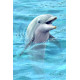 Royce 4"x6" Postcard - Talking Dolphin